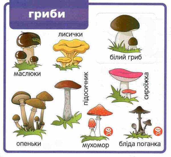 картонки Мої перші слова Світ навколо 33 віконця формат В-6 фіолетова Ціна (цена) 112.10грн. | придбати  купити (купить) картонки Мої перші слова Світ навколо 33 віконця формат В-6 фіолетова доставка по Украине, купить книгу, детские игрушки, компакт диски 4