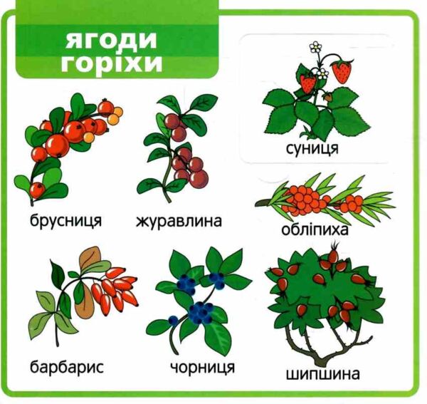картонки Мої перші слова Світ навколо 33 віконця формат В-6 фіолетова Ціна (цена) 112.10грн. | придбати  купити (купить) картонки Мої перші слова Світ навколо 33 віконця формат В-6 фіолетова доставка по Украине, купить книгу, детские игрушки, компакт диски 1