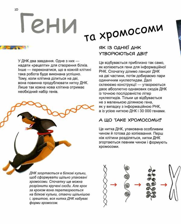 генетика для дітей Х та У дівчинка або хлопчик? книга  Уточнюйте  строки доставки (2-5 діб) Ціна (цена) 68.40грн. | придбати  купити (купить) генетика для дітей Х та У дівчинка або хлопчик? книга  Уточнюйте  строки доставки (2-5 діб) доставка по Украине, купить книгу, детские игрушки, компакт диски 2