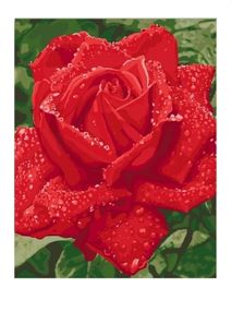 Розпис по номерах 40х50 КНО3045 Ніжність троянди "Ідейка"