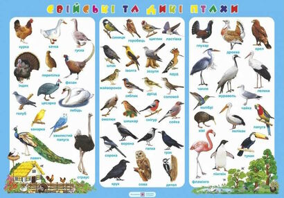 плакат свійські та дикі птахи   купити плакат свійські та дикі птахи   купити