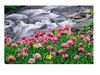 Розпис по номерах 40х50 GX38045 Квітучий водоспад brushme Брашми Ціна (цена) 157.90грн. | придбати  купити (купить) Розпис по номерах 40х50 GX38045 Квітучий водоспад brushme Брашми доставка по Украине, купить книгу, детские игрушки, компакт диски 0